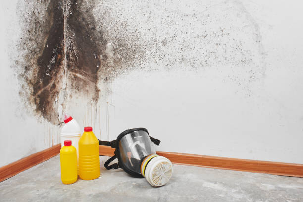 Best Professional Mold Removal  in Latham, NY