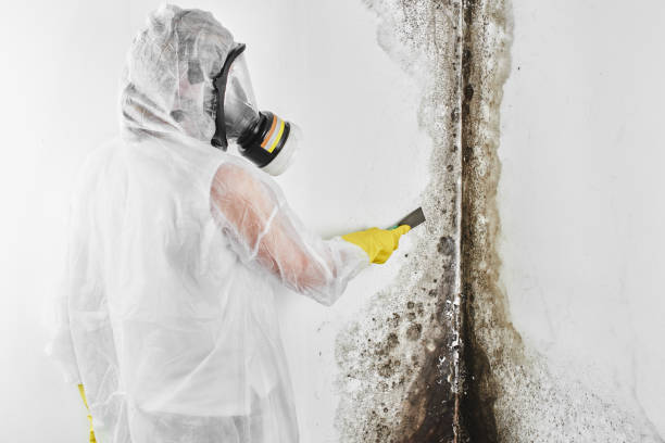 Best Toxic Mold Removal  in Latham, NY