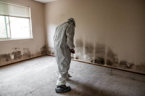 Best Attic Mold Removal  in Latham, NY